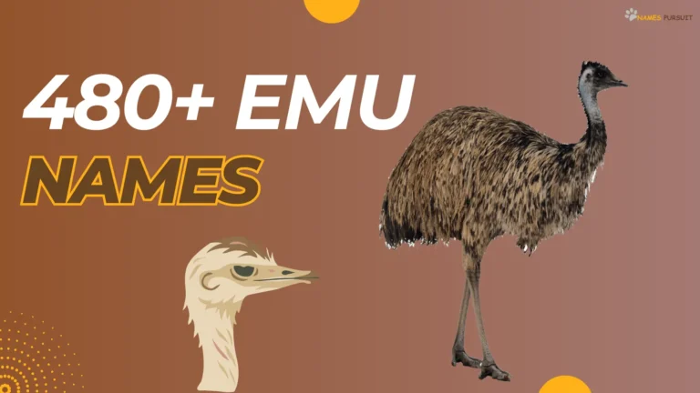 480+ Emu Names [Unique, Cute, Cool, Funny, & Bold Ideas]
