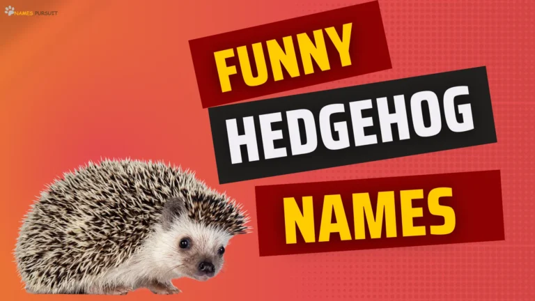 380+ Funny Hedgehog Names [Silly & Creative Choices]