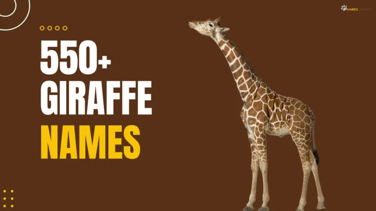 Giraffe Names (550+ Cute, Cool, Bold & Funny Ideas)