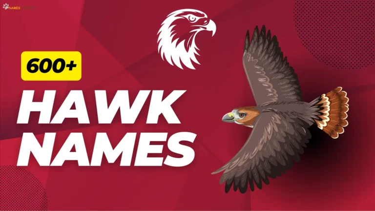 600+ Hawk Names [Cool, Bold, Famous, & Unique]