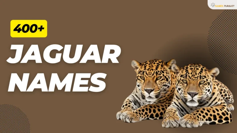 Jaguar Names [400+ Cool, Funny, & Unique Ideas]