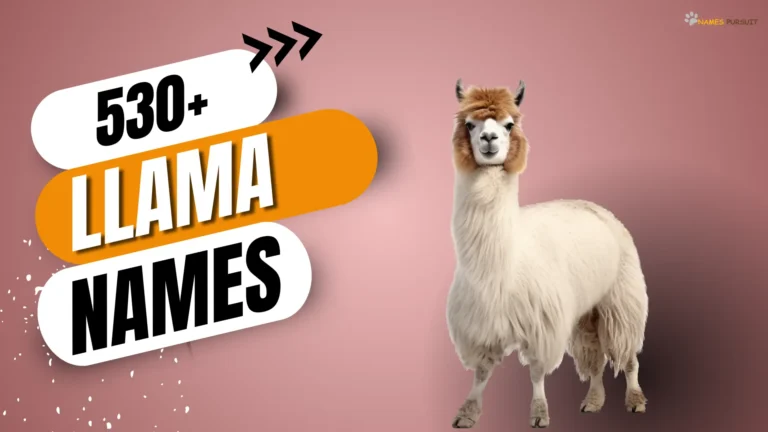 530+ Cute, Funny, & Cool Llama Names For 2024!