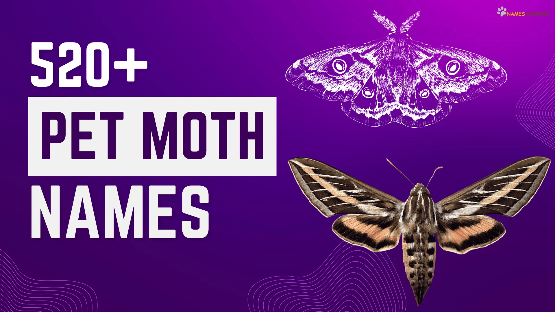 Pet Moth Names