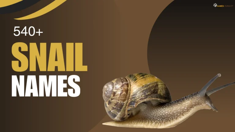 Snail Names [540+ Cute, Funny, & Cool Ideas]