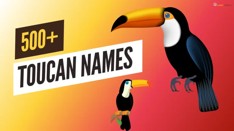 Toucan Names [500+ Cool & Cute Ideas]