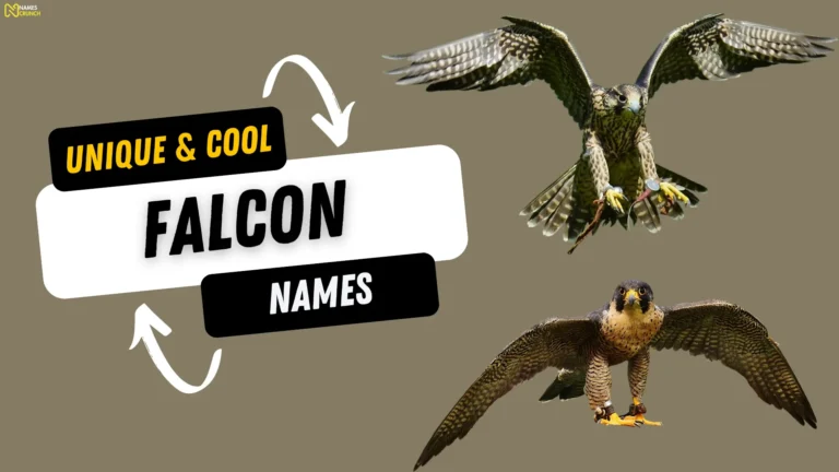 600+ Unique & Cool Falcon Names [Ideas for 2024!]