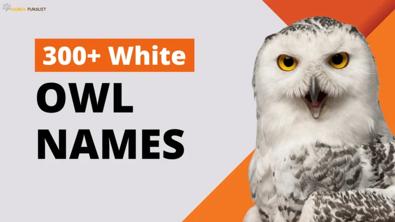 300+ Best White Owl Names [Elegant Naming Guide]