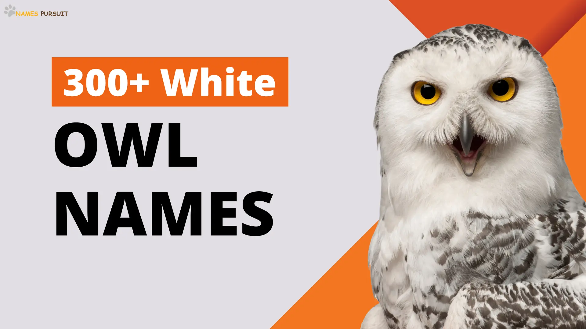 White Owl Names
