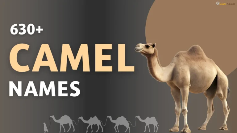 630+ Camel Names (Cool, Cute, & Funny Ideas)