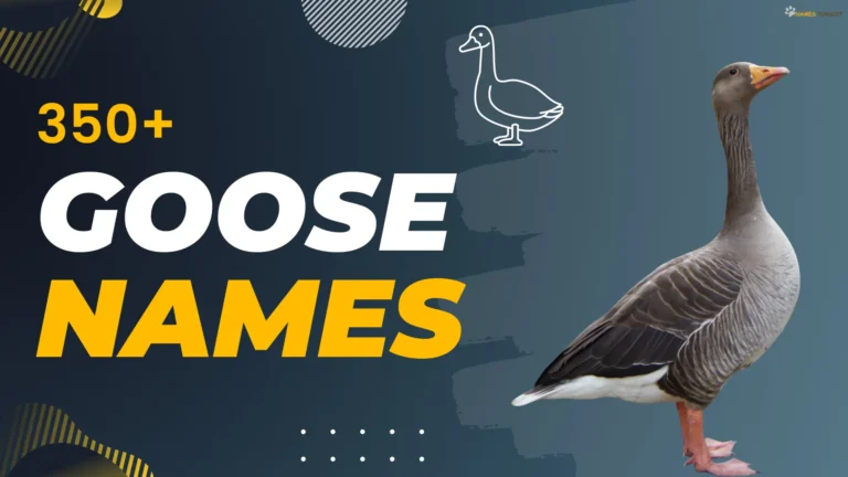 Goose Names [530+ Unique, Funny & Trendy Ideas]