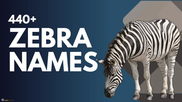 Zebra Names [440+ Unique, Cool, & Funny Ideas]